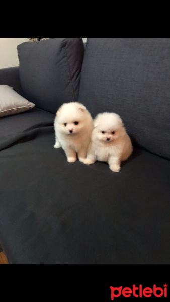 Pomeranyalı, Köpek  ALTIN VE GÜMÜŞ fotoğrafı