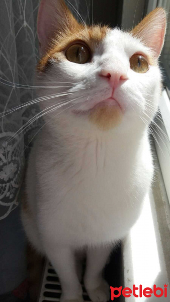 Tekir Kedi, Kedi  Casper fotoğrafı