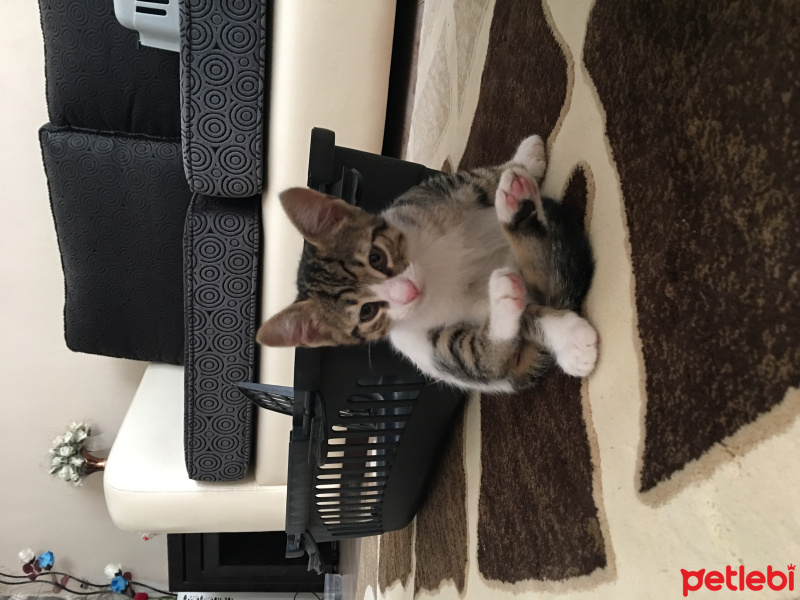 Ankara Kedisi, Kedi  Şeker fotoğrafı