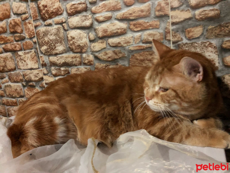 Tekir Kedi, Kedi  Maya fotoğrafı