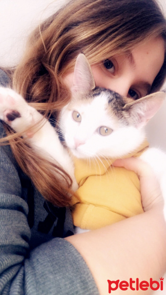 Tekir Kedi, Kedi  Boncuk fotoğrafı
