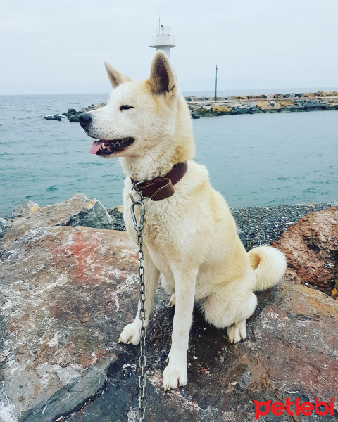 Akita İnu, Köpek  Hachiko fotoğrafı