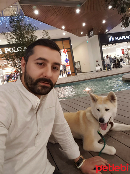 Akita İnu, Köpek  Hachiko fotoğrafı