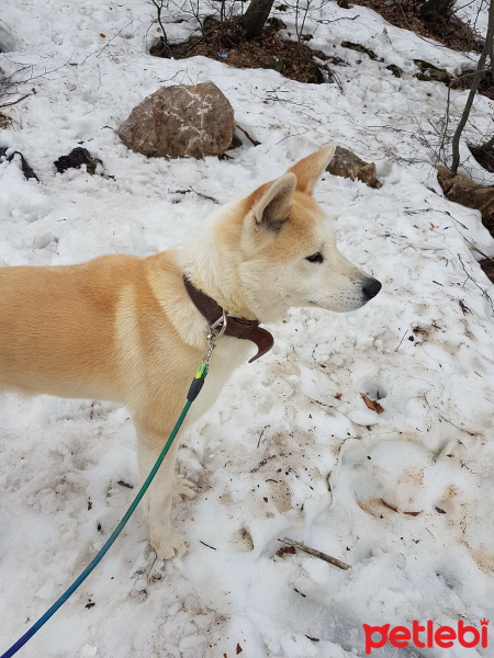 Akita İnu, Köpek  Hachiko fotoğrafı