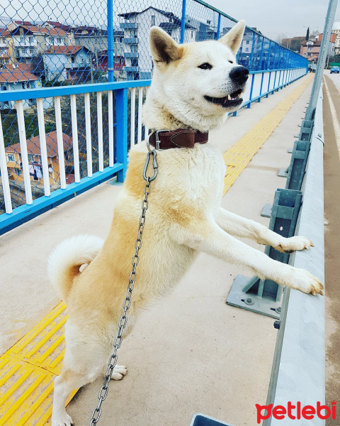 Akita İnu, Köpek  Hachiko fotoğrafı