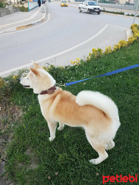 Akita İnu, Köpek  Hachiko fotoğrafı