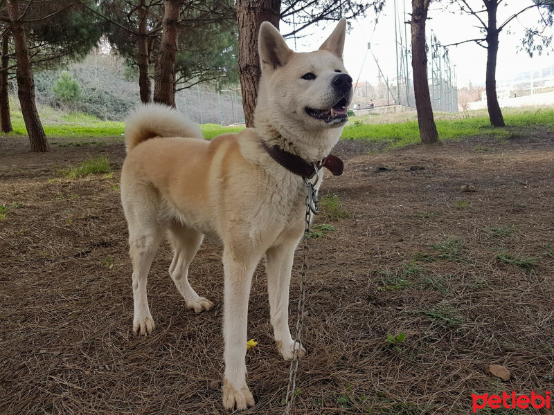 Akita İnu, Köpek  Hachiko fotoğrafı
