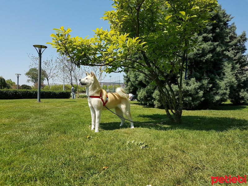 Akita İnu, Köpek  Hachiko fotoğrafı