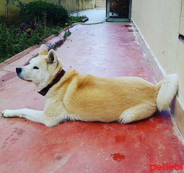 Akita İnu, Köpek  Hachiko fotoğrafı