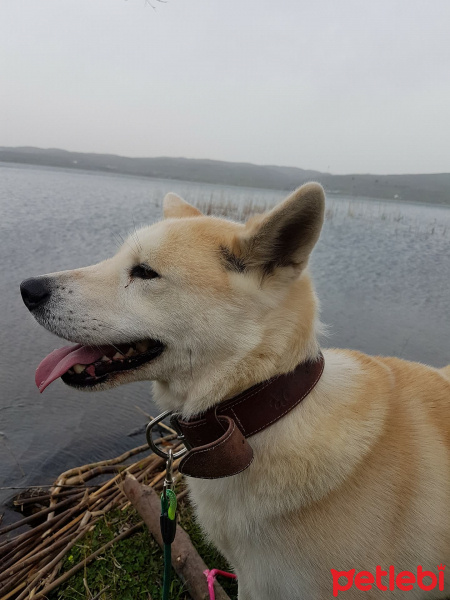 Akita İnu, Köpek  Hachiko fotoğrafı