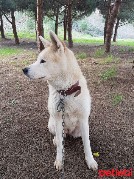 Akita İnu, Köpek  Hachiko fotoğrafı