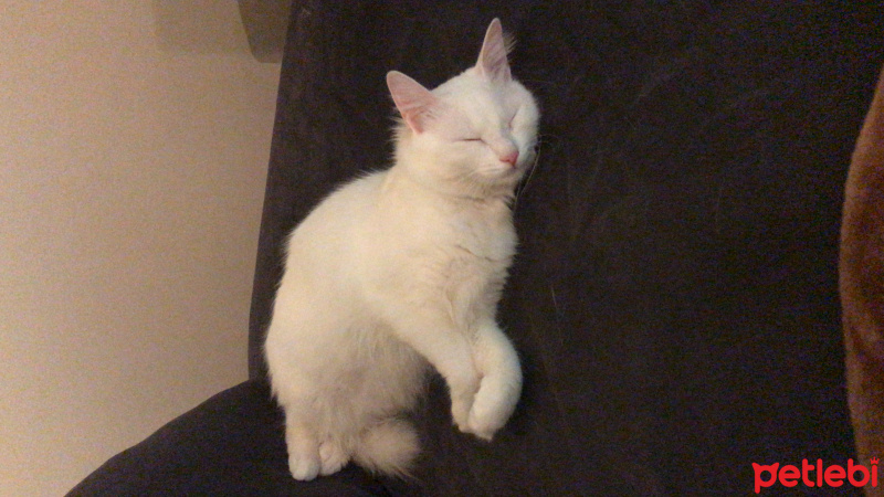 Van Kedisi, Kedi  Pamuk fotoğrafı
