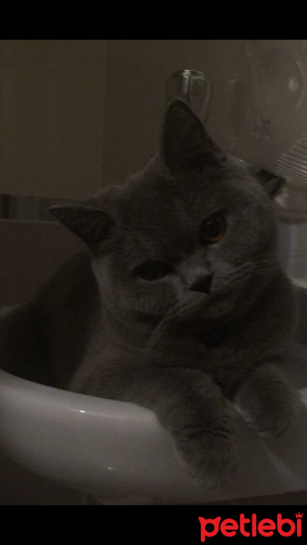 British Shorthair, Kedi  Kuki fotoğrafı