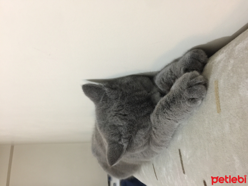 British Shorthair, Kedi  Kuki fotoğrafı