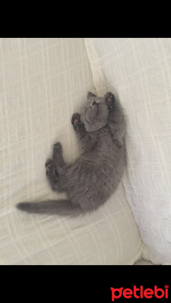 British Shorthair, Kedi  Kuki fotoğrafı
