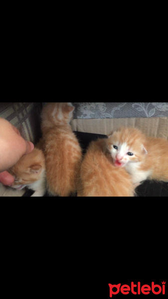 Tekir Kedi, Kedi  Sarı fotoğrafı
