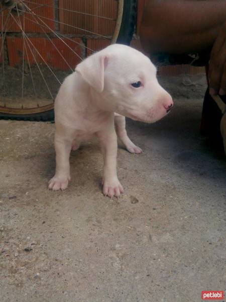 Amerikan Pitbull Terrier, Köpek  daisy fotoğrafı