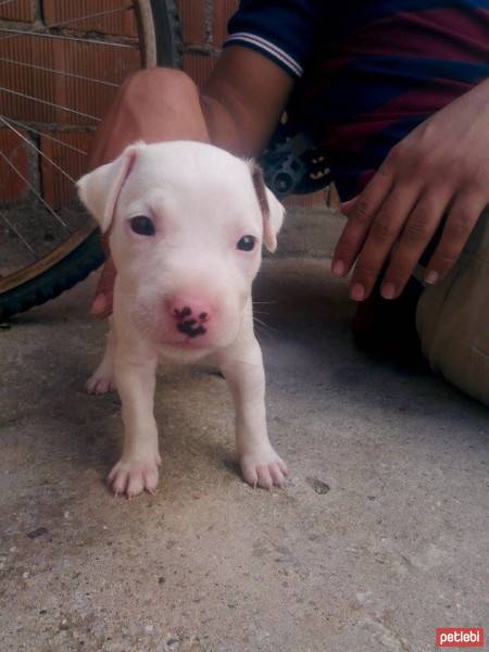 Amerikan Pitbull Terrier, Köpek  daisy fotoğrafı