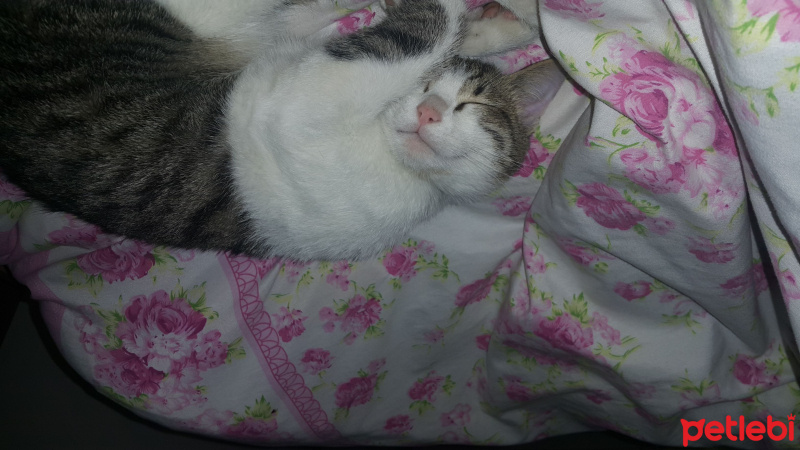 Tekir Kedi, Kedi  Gölge fotoğrafı