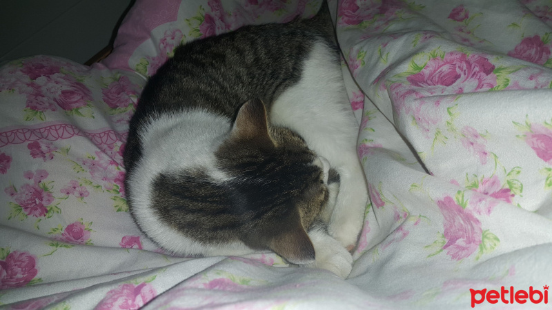 Tekir Kedi, Kedi  Gölge fotoğrafı