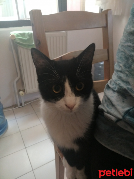 Tuxedo (Smokin) Kedi, Kedi  Badem fotoğrafı