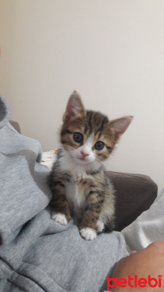 Tekir Kedi, Kedi  Prenses fotoğrafı