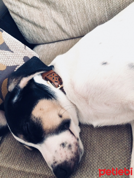 Jack Russell Terrier, Köpek  Leo fotoğrafı