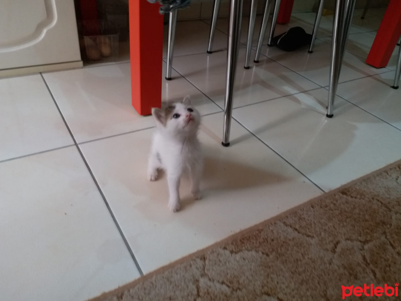 Tekir Kedi, Kedi  Annesi fotoğrafı
