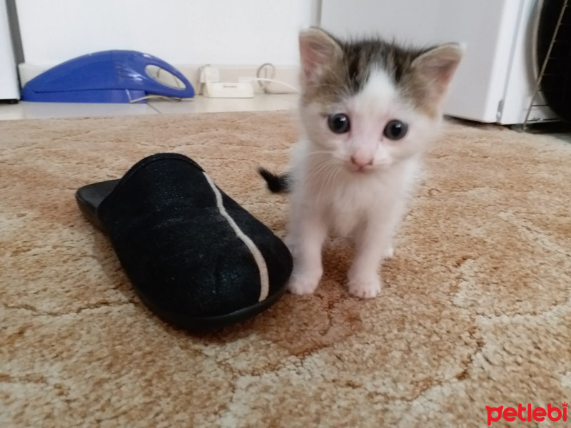 Tekir Kedi, Kedi  Annesi fotoğrafı