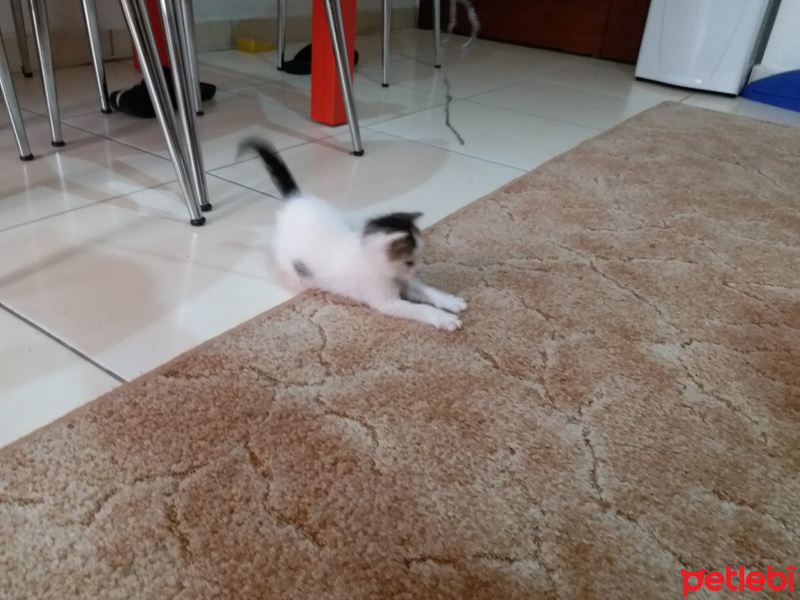 Tekir Kedi, Kedi  Annesi fotoğrafı