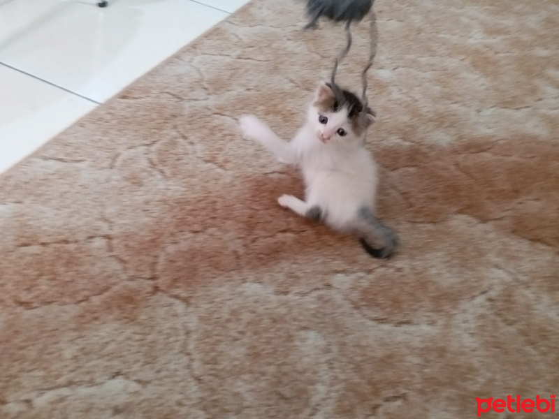 Tekir Kedi, Kedi  Annesi fotoğrafı