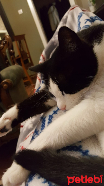 Tekir Kedi, Kedi  Mia fotoğrafı