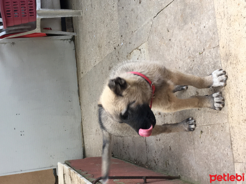 Kangal, Köpek  Bozok fotoğrafı
