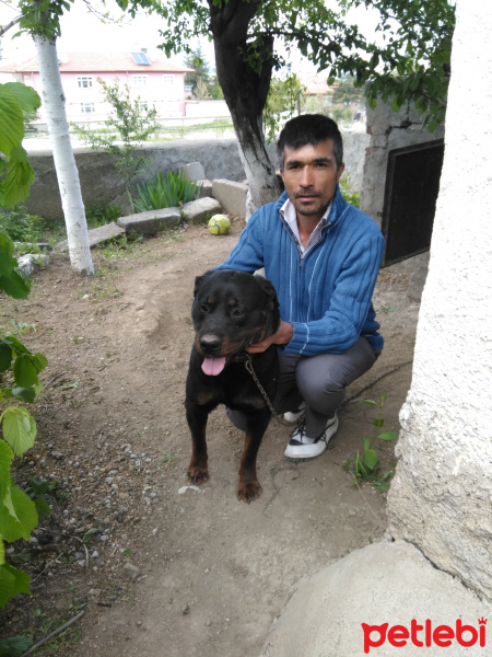 Rottweiler, Köpek  ASLAN fotoğrafı
