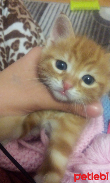 Tekir Kedi, Kedi  Rego fotoğrafı