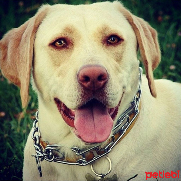 Labrador Retriever, Köpek  Elf fotoğrafı