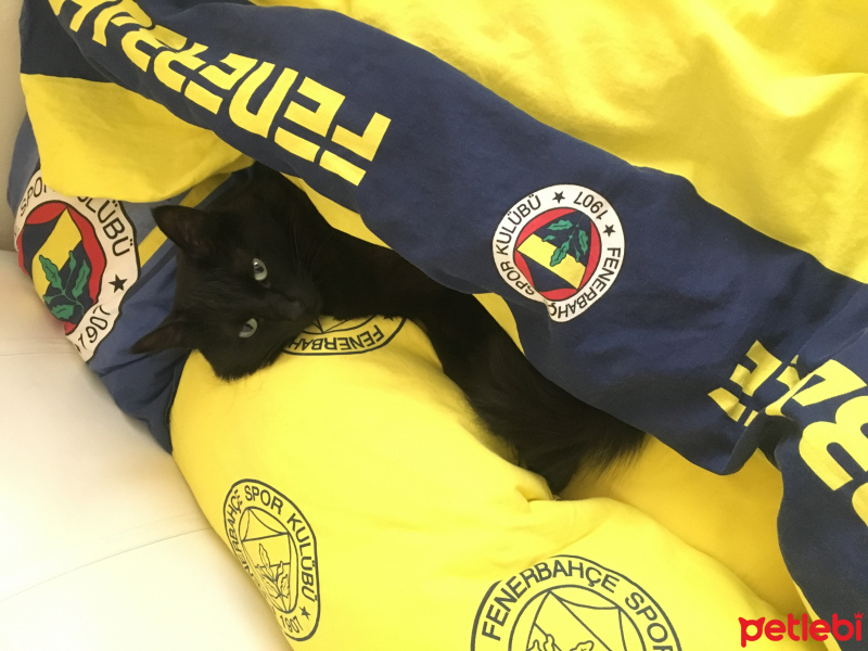 Bombay, Kedi  Karam fotoğrafı