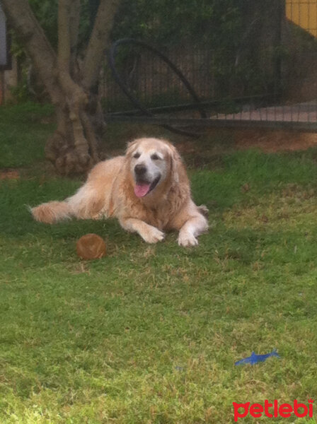 Golden Retriever, Köpek  DOLMA fotoğrafı