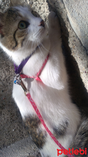 Tekir Kedi, Kedi  Lady fotoğrafı