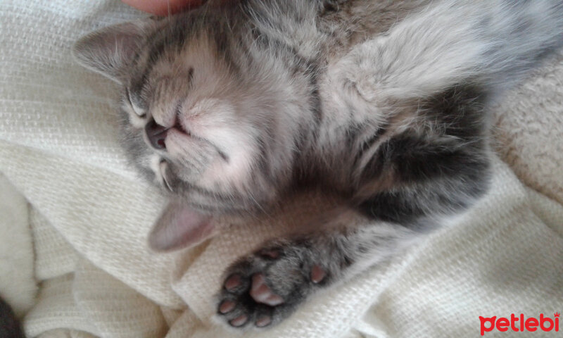 Scottish Fold, Kedi  Nikita fotoğrafı