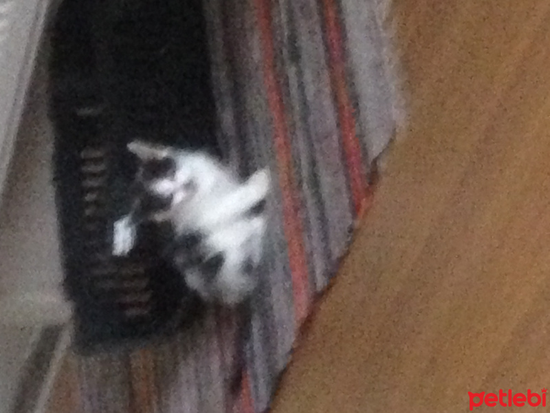 Tekir Kedi, Kedi  Küçük fotoğrafı