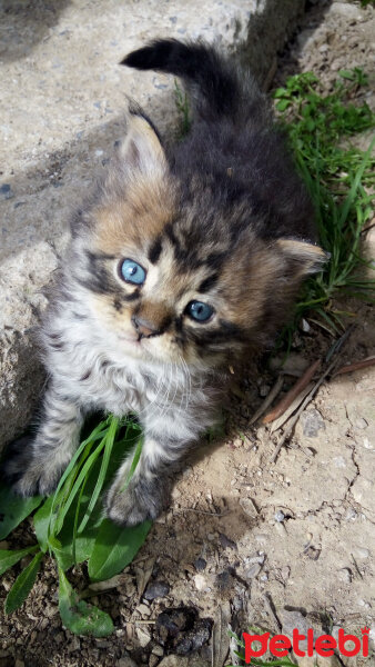 Tekir Kedi, Kedi  Yumak fotoğrafı