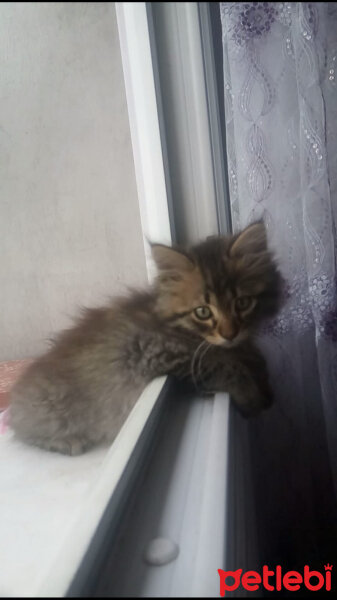 Tekir Kedi, Kedi  Yumak fotoğrafı