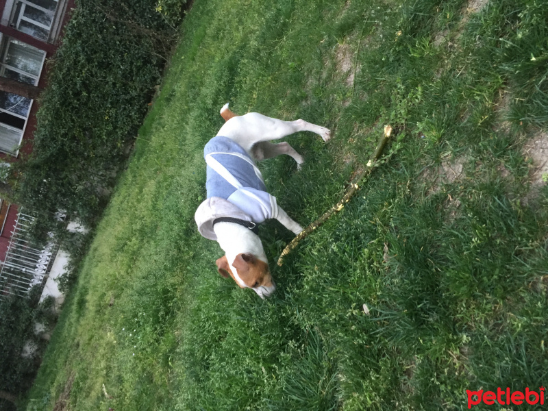 Jack Russell Terrier, Köpek  şef fotoğrafı