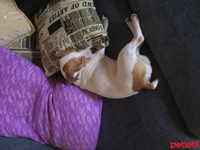 Jack Russell Terrier, Köpek  şef fotoğrafı