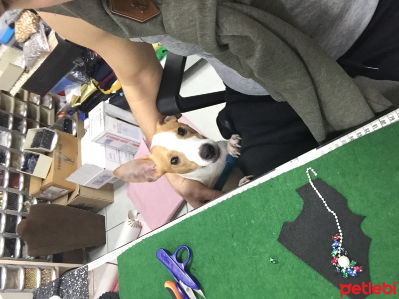 Jack Russell Terrier, Köpek  şef fotoğrafı