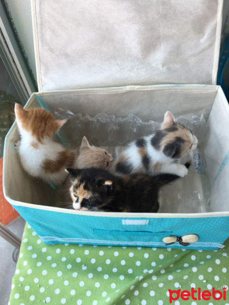 Tekir Kedi, Kedi  Sahipsizler fotoğrafı