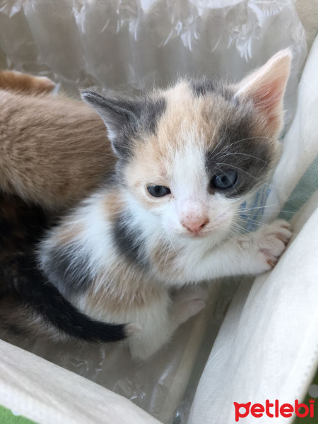 Tekir Kedi, Kedi  Sahipsizler fotoğrafı