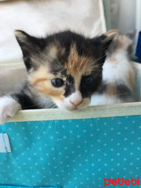 Tekir Kedi, Kedi  Sahipsizler fotoğrafı