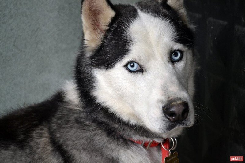 Sibirya Kurdu (Husky), Köpek  yakışıklı fotoğrafı